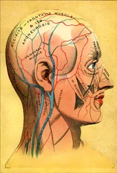 Anatomisk diagram, hovedet - Hovedbund: venøs dræning