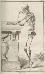 Anatomi. Fra Encyclopédie af Denis Diderot og Jean Le Rond dAlembert, 1751-1765.