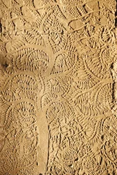 Angkor Wat, udskåret detalje på WallTree, Siem Reap, Cambodia