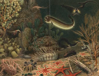 Kunstnerens indtryk af dybhavsscene med lysende fisk, 1903