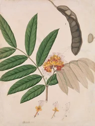 Ashoka træblomst, blade, pod og frø, første halvdel af 1800-tallet.