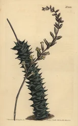 Astroloba foliolosa (småbladet aloe, Aloe foliolosa)