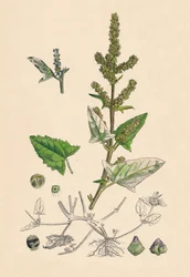 Atriplex deltoidea. Trekantet bladet Orache, 1800-tallet