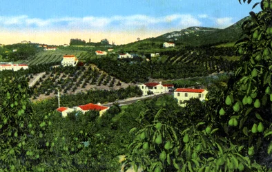 Avocadolunde, San Diego, Californien, USA, omkring 1900-tallet