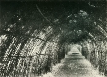 Bamboo Avenue ved Barrackpore, 1904, 1925.
