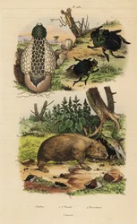Bambussvamp, Phallus indusiatus 1, skarabé-møgbiller, Coprophanaeus ensifer 2 og Diabroctis mimas 3 og almindelig vombat, Vombatus ursinus 4