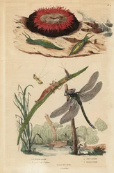 Tøndeboblesnegl, Acteon tormatilis 1, beadlet anemone, Actinia equina 2, gulbarret langhorn, Nemophora degeerella 3, brun kræmmer, Aeshna grandis 4