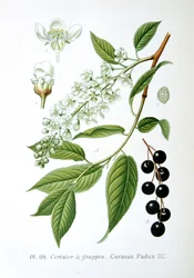 Fuglekirsebær, 1893
