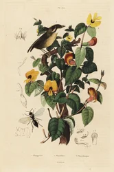Sortkindet gnateater, Conopophaga melanops, Handsome Sweetpea, Platylobium formosum og Inostemma boscii hveps