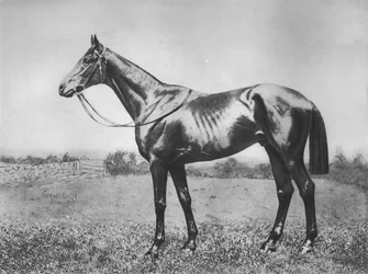 Sort pil, 1911