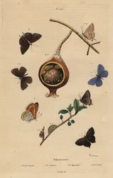 Sort hårstribe sommerfugl, Satyrium pruni 1, almindelig blå sommerfugl, Polyommatus icarus 2, lillakantet kobber, Lycaena hippothoe 3 og almindelig guava blå, Virachola isocrates 4. Polyommates du prunier, calliopsis, hyppothee, isocrate