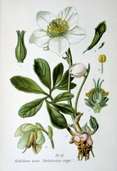 Sort helleborus, 1893