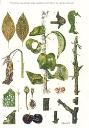 Botanisk bestyrelse/frugttræsparasitter