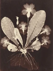 Botanisk fotogram, 1860