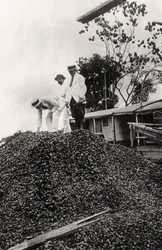 Paranødder høstet fra Amazonas-dalen, omkring 1900-tallet