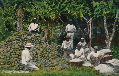 Breaking Cocoa, Trinidad, begyndelsen af det 20. århundrede.