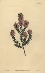 Buchu, Agathosma pulchella (stumpbladet diosma, Diosma pulchella)