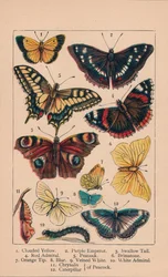 Sommerfugle, 1800-tallet.