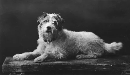 Caesar, King Edwards yndlingshund, det 20. århundrede