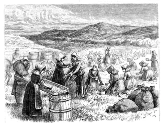 Cape Cod kvinder plukker og sorterer tranebær, 1875
