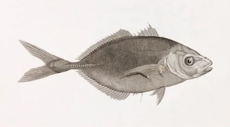 Caranx Lune, tæt på