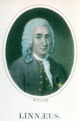 Carolus Linnaeus, svensk naturforsker fra det 18. århundrede, begyndelsen af det 19. århundrede