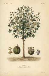 Cassava, yuca eller maniokplante, Manihot spiselig, Manihot spiselig, Maniok