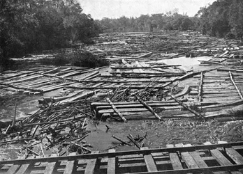 Cedertræer på Tebicuary-Guazu-floden, der flyder ved jernbanebroen, Paraguay, 1911