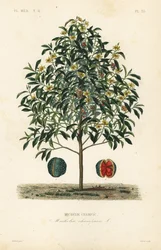 Champak træ, Magnolia champaca, Michelia champaca, Michelie champac