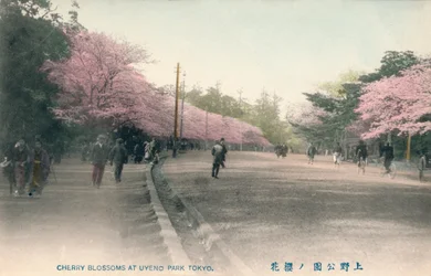 Kirsebærblomster i Uyeno Park Tokyo, c1910