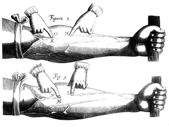 Blodets cirkulation, 1628