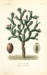 Cochenillekaktus, Nopalea cochenillifera, Opuntia cochenillifera, Cactus cochenillifer, Cactus coccinellifer, Cactus a cochenilles