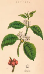 Kaffe, c1800-tallet