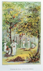 Indsamling af kakao, Venezuela, 1892