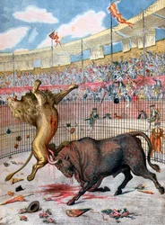 Kamp mellem en løve og en tyr, Spanien, 1894