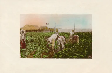 Tobakshøst. - Tobaksplantage., c1910
