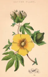 Bomuldsplante, c1800-tallet