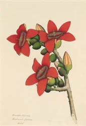 Bomuldstræblomster, ca. 1800-1805.
