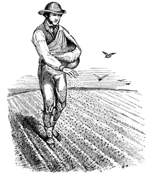 Sædskifte: såning af frø, 1855
