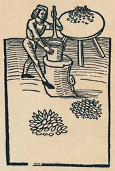 Knusning af urter i en morter, 1947