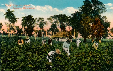 Cuba: Vega af tobak. Tobaksplantage, c1900
