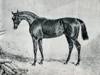 Cyprian, 1800-tallet, 1911