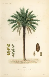 Dadelpalmetræ, Phoenix dactylifera, Dattier