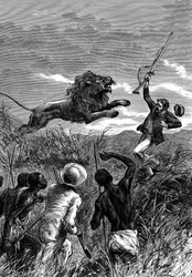 David Livingstone, skotsk missionær og afrikansk opdagelsesrejsende, anklaget af en løve, c1860
