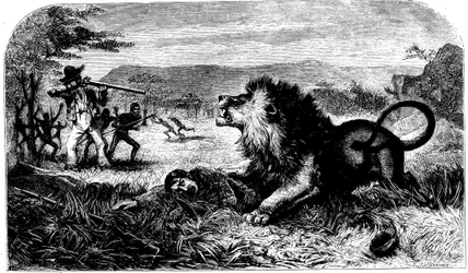 David Livingstone, reddet fra en løve af Mebalwe, en indfødt skolemester, 1857