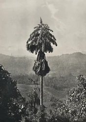 Talipot Palm Corypha umbraculifera i blomst, 1926