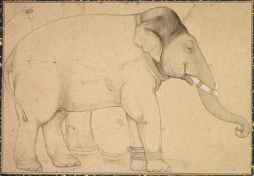 Tegning af en elefant, ca. 1700.