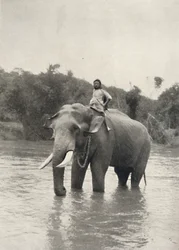 Elefant med Kornak In der Mahavaliganga, 1926