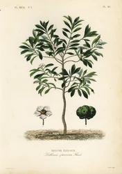 Elefantæble eller chulta, Dillenia indica, Dillenia speciosa, Dillenia elegante