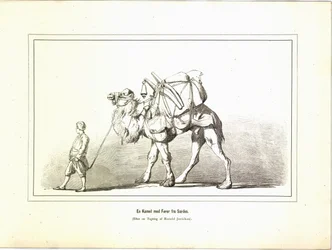 En kamel med fører fra Sardes. Illustration hentet fra bogen Brogede rejsebilleder af Elisabeth Jerichau-Baumann og udgivet af Forlagsbureauet (København, 1881)